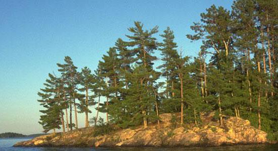 Pine stand on an island in NE Minnesota